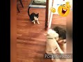 Funny animals | Dog VS cat (Who won?) | VK entertainment