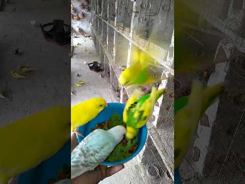 soft food for love birds in ⛱️#shorts #budgieslife 🌞