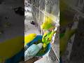 Soft Food For Love Birds In ️ Shorts Budgieslife