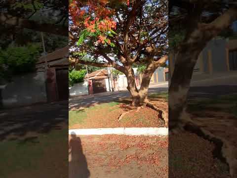 Joviânia-GO Brasil...