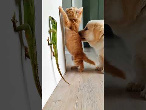 Lizard Teaches Kitten and Puppy to Climb... The Cutest Team Ever! 🐾🦎🐱🐶💖