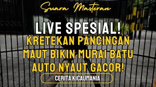 Download lagu 🔥 LIVE SPESIAL! Kretekan Pancingan MAUT Bikin Murai Batu Auto Nyaut Gacor! 📢 mp3