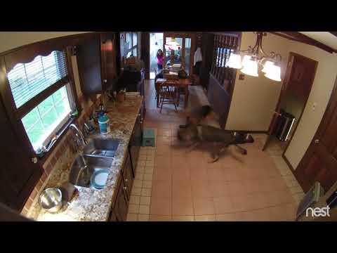 Vicious Dog Fight-German Shepherds going at it