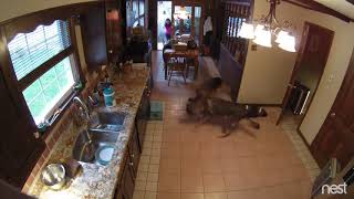 Vicious Dog Fight-German Shepherds going at it