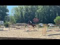 N&eacute;rite &ndash; Hongre KWPN de 8 ans Bai Brun