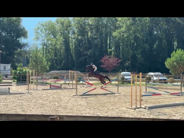 N&eacute;rite &ndash; Hongre KWPN de 8 ans Bai Brun