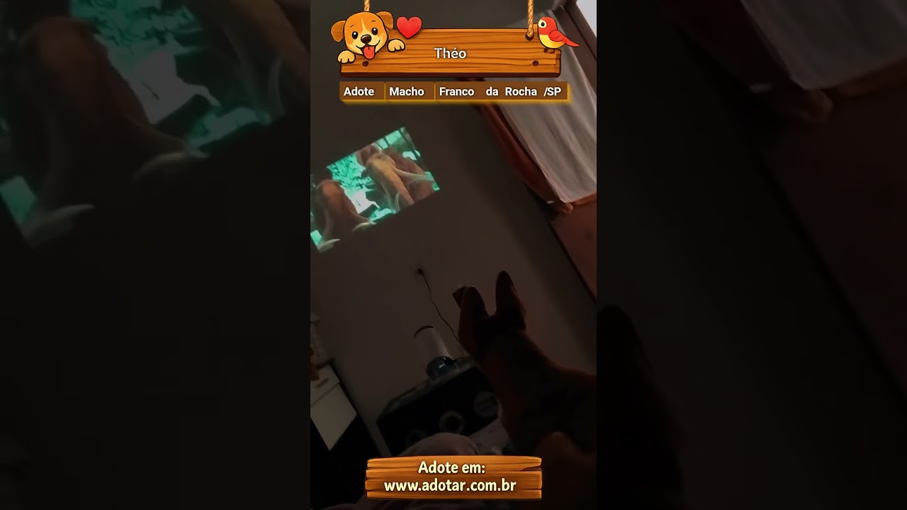 Cachorro raça SRD-ViraLata idade 1 ano nome Théo 