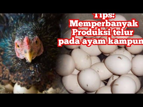 , title : 'Cara mempercepat dan meningkatkan produksi telur pada ayam kampung || TERNAK AYAM KAMPUNG'