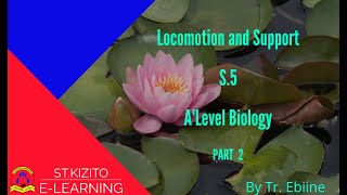 Locomotion and Support part 2