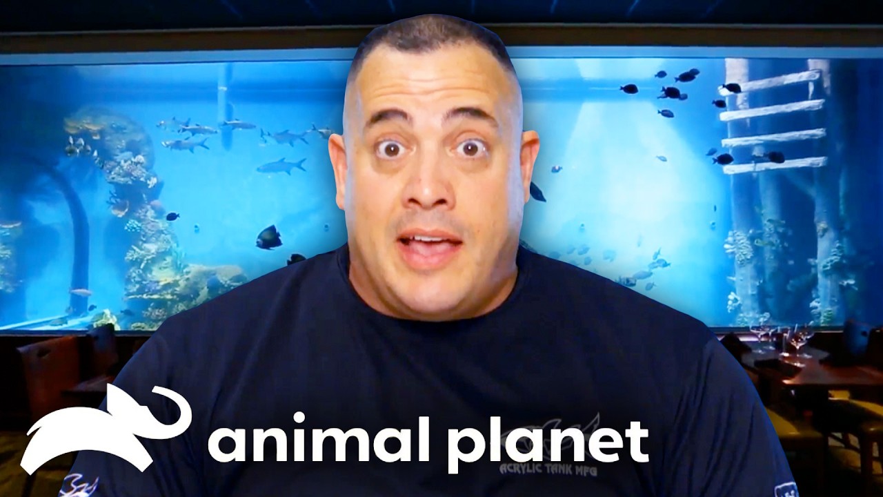 The BIGGEST Aquariums 🐠 Tanked | Animal Planet