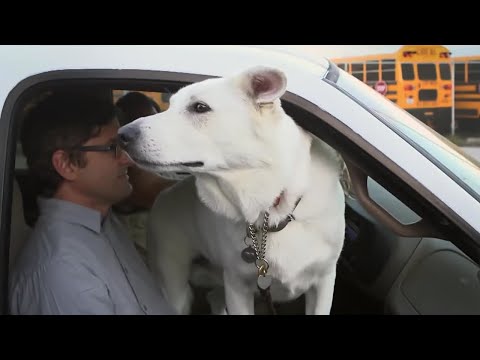 Louis and the Dog Whisperer | Louis Theroux's LA Stories: City of Dogs | BBC Studios