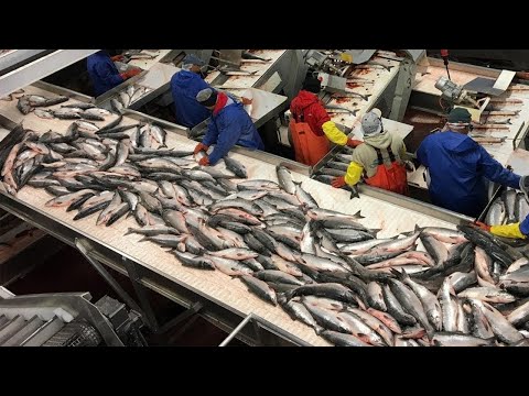 How To Japan Fisherman Catch Hundreds Tons Salmon - Amazing Harvest Egg Salmon in The Factory
