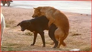 Street Summer Dogs !! Bloodhound Vs Black and Tan Coonhound