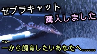 ゼブラキャットを飼育します!!!!!　ワクワクでドキドキです!!!!!【熱帯魚,アクアリウム,ナマズ,淡水魚,観賞魚】
