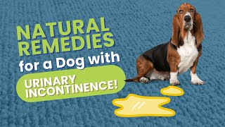 Natural Remedies for a Dog with Urinary Incontinence