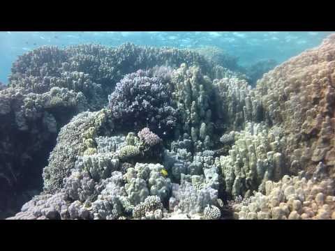 Egypt 2013 (Red sea diving safari) HD