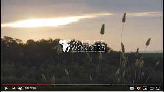 preview picture of video 'Wildlife Wonders - the wild side of the Great Ocean Road'