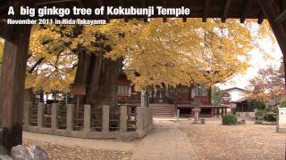 preview picture of video 'Hida Takayama(A big ginkgo tree of Kokubunji Temple)'