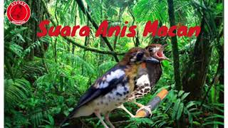 Download lagu Suara Burung Anis Macan dan Terapi Air... mp3