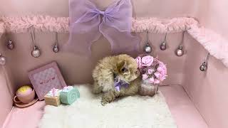 ハーフ犬の動画01