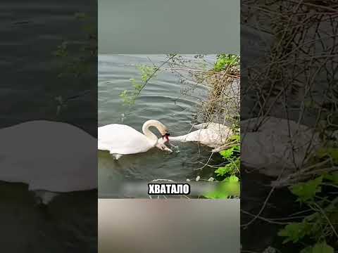 Почему самец БУКВАЛЬНО ЗВАЛ ЛЮДЕЙ ЗА СОБОЙ🤯🌊🦢
