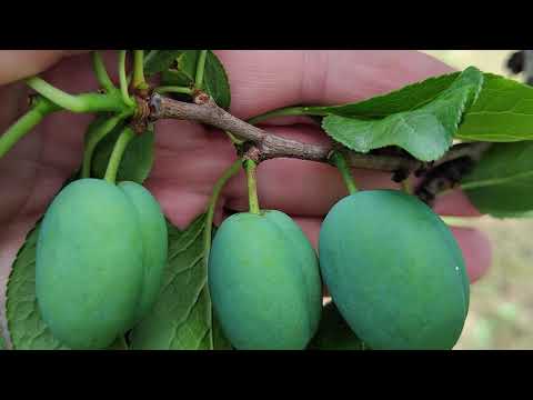 AGRO PREPORUKA - Šljivin smotavac