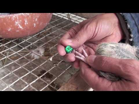 Banding Baby Pigeons