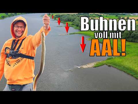 Aalangeln im Fluss: Mit Wurm zum Erfolg - So einfach geht's!