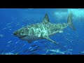 Ultimate Shark Simulator All Playables