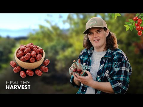 Jujubes: The Superfood You Never Knew You Needed