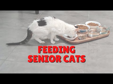 Do Senior Cats Need Less Meat? | Two Crazy Cat Ladies #shorts