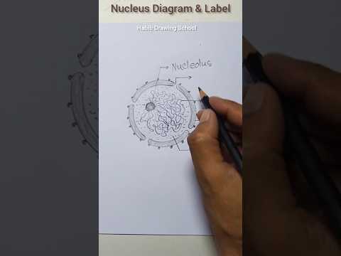 Nucleus Diagram & Label #shorts #nucleusdiagram #nucleus