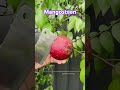 Let S Try Mangosteen Shorts Satisfying Fruit Fruitcutting Food Gardening Youtubeshorts