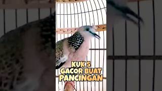 Download lagu Suara Jernih Tekukur Kuk 5 Gacor Buat Pancingan ‼️ mp3 Download lagu Suara Jernih Tekukur Kuk 5 Gacor Buat Pancingan ‼️ mp3