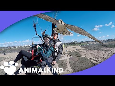 Take a breathtaking flight with a falcon