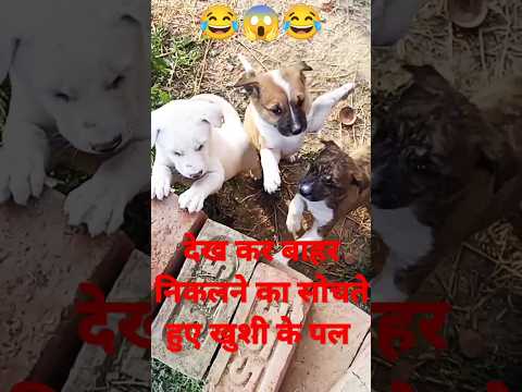 #puppy😂😂😱#viral #shortsvideo #youtube #shobhitexpertvlogs #doglovers #dogs