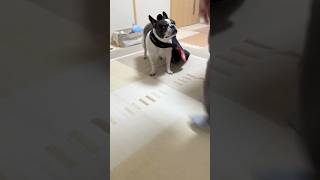 フレブルも仕事をして家計を支えてくれるみたいです😂笑