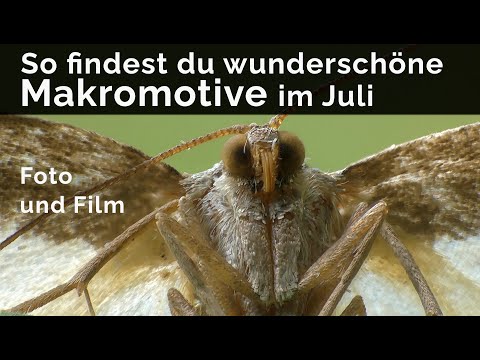So findest du wunderschöne Makromotive im Juli (Foto und Film)