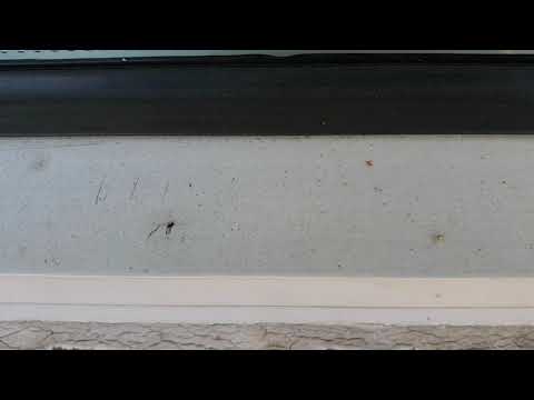 Clover Mites Invading Home in Howell, NJ