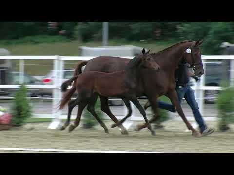 Hf v Farrell x Don Gregory x Welt As 2017