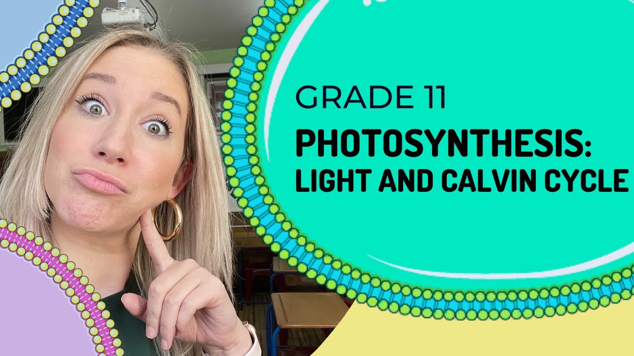 Photosynthesis : Light Dependent and Calvin Cycle