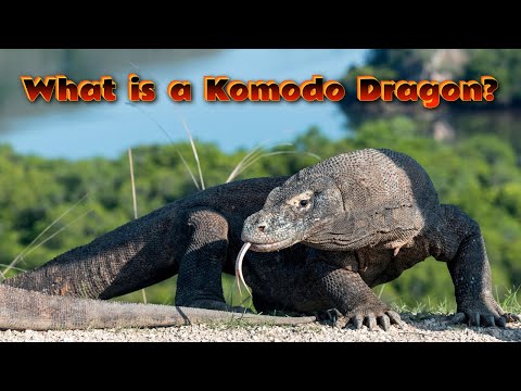 Varan komodský (Varanus komodoensis) — krátky dokument