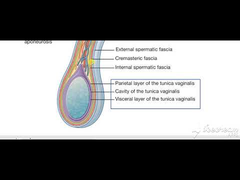 Male reproductive system