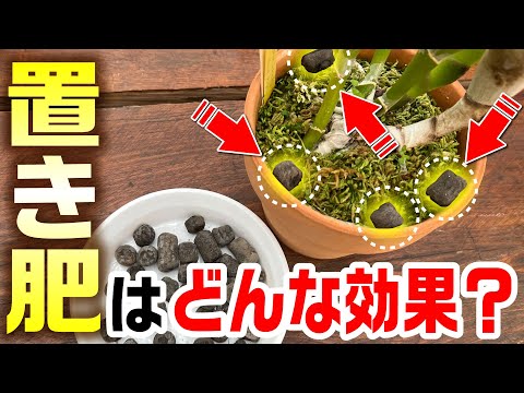 蘭の施肥:正しいやり方 トピックス