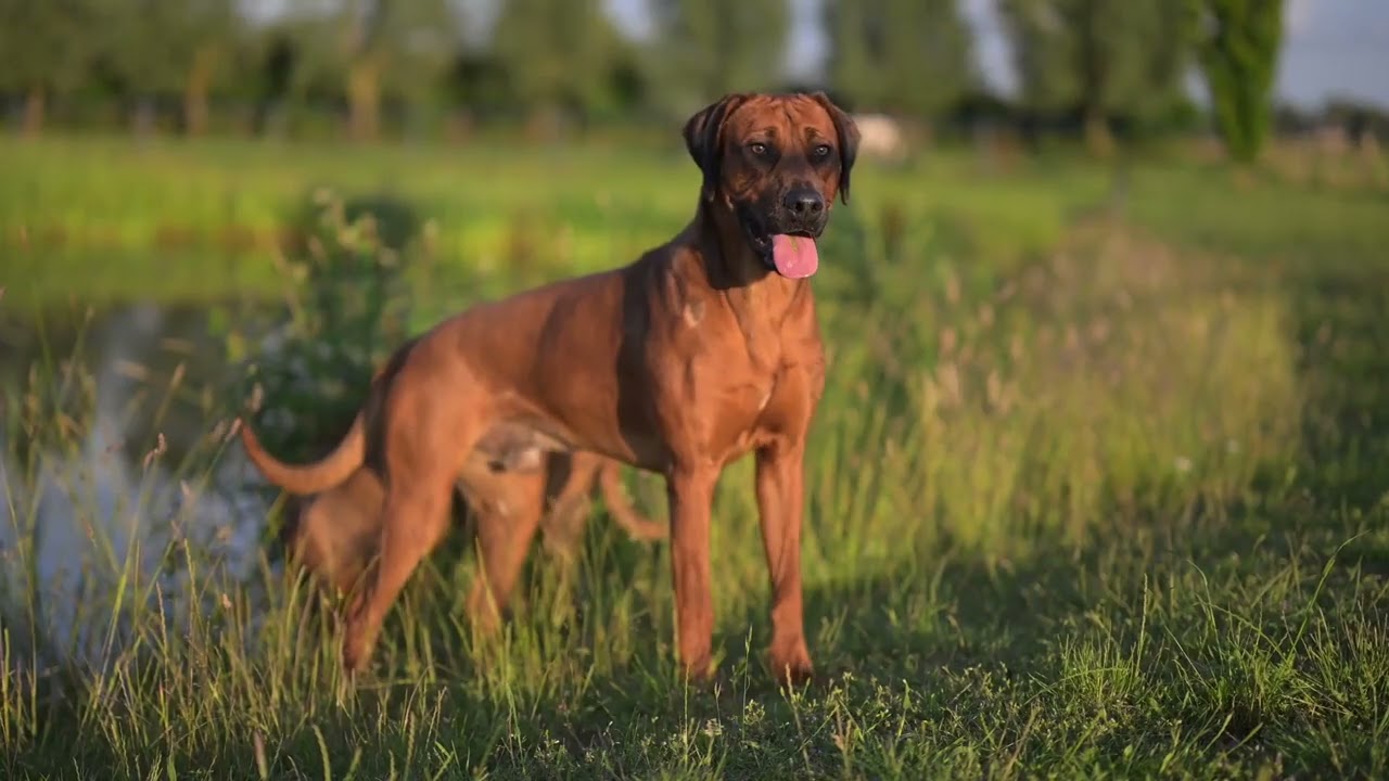 Afrikanische Löwenhunde