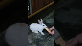 MASOOMIAT | SATINDER SARTAAJ | HIMACHAL