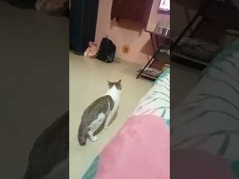 Koniboy. Love. To. Chotti