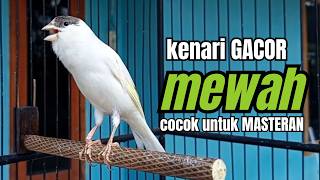 Download lagu Masteran KENARI GACOR ngeroll panjang,Cuit Cuit Emosi AMPUH bikin kenari nyaut ,Masteran MURAI BATU mp3