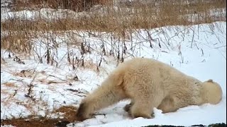 Polar bear Season 2022 Highlights. PBI Churchill Manitoba CA.