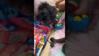 Newest rescues Lucy and Linus have been groomed and are settling in at the rescue house! Newest rescues Lucy and Linus have been groomed and are settling in at the rescue house!